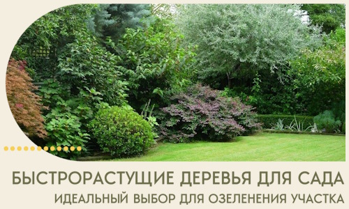Быстрорастущие деревья для сада идеальный выбор в Канске