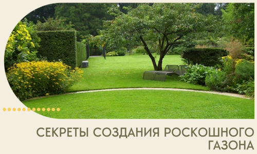 Секреты создания роскошного газона в Канске